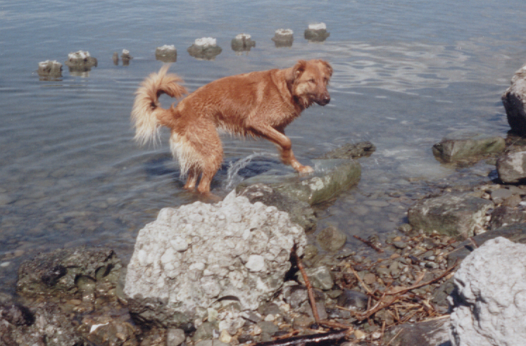 Janka (Altdeutscher Hütehund, Unbekannt) Altdeutscher Hütehund Unbekannt 